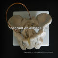 2013 HOT SALE Midwifery birth demonstration model